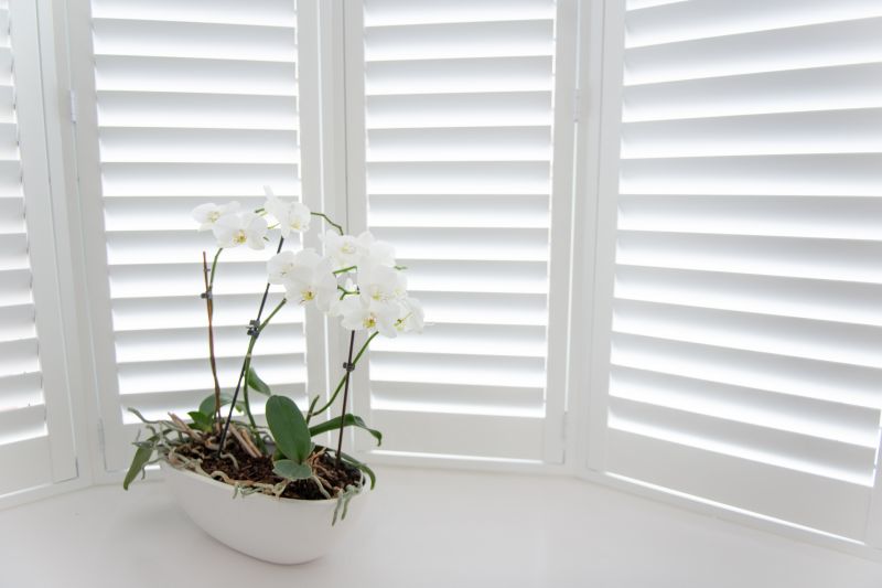 Plantation Shutter Painting